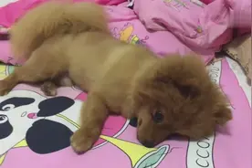 实拍狗狗日常玩耍，这小汪好凶啊，拼命想咬主人手指图片