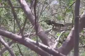 国外鬣蜥泛滥，当地组织清理，枪枪命中，最后全都加工成了烤肉！图片