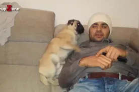 “癞皮狗”原来是这个意思！这狗狗也太粘人了！图片