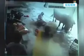 男子行凶时吓到小牛犊，惨遭护仔的母牛一顿狂踩图片