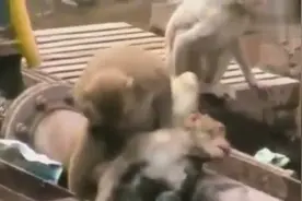 猴子被电昏，同伴全力搭救图片