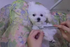 给狗狗梳个美美哒的发型，白色软妹子新鲜出炉，指导如何正确梳毛图片