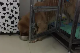 奇葩的吃饭姿势，这样逗比的金毛你见过吗图片