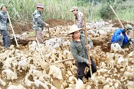 广西农民挖出巨型奇石，估值几百万，10人同时挖了十几天