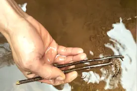一百多块钱1斤的野味，咬人特别疼，用筷子一抓一个准，效果超好视频封面