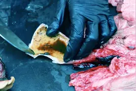 一口气抽完200支烟，气管里全是黑油，肺的样子更可怕！