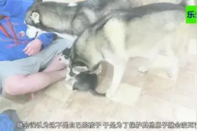 狗妈妈为什么要吃掉自己生下的小狗呢，看完立马懂了视频封面