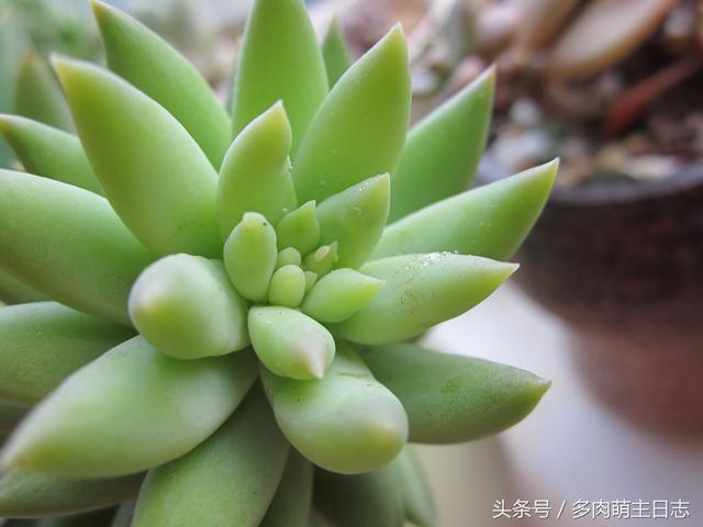 多肉普货千佛手变黑了