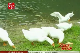 养鹅养出新思路，自创一整套循环养殖的养鹅模式视频封面