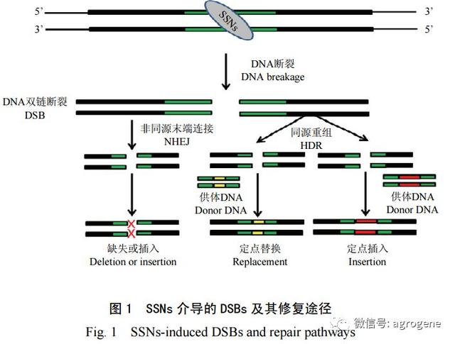 基因组编辑技术应用于作物遗传改良的进展与挑战