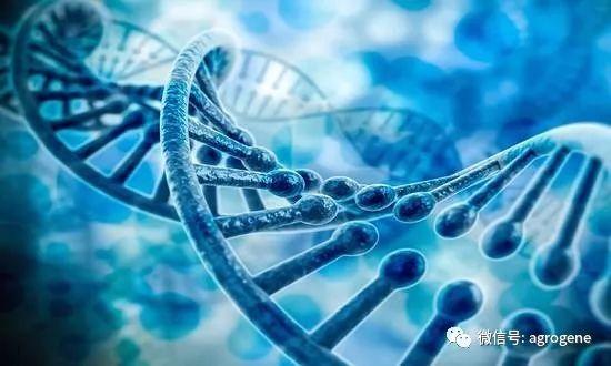 基因组编辑技术应用于作物遗传改良的进展与挑战