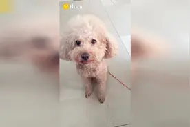 比熊一直咳嗽，是感冒了？还是被异物卡在脖子里了？
