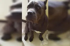 阿SIR是条狗，卡斯罗护卫犬！小样的这是要闹翻天啊视频封面