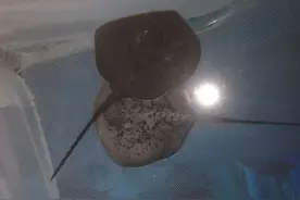 华夏城海洋馆喜添新成员 黑鳐鱼宝宝贺新年图片