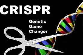 谁发明了基因编辑工具CRISPR-Cas9？图片