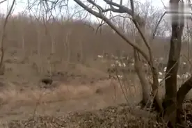 德牧为什么叫牧羊犬，看完这个视频你就明白了