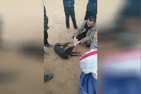 细狗就是不追上不罢休，这条狗跑炸肺了，给它点水喝希望能好起来视频封面