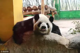 杭州：大熊猫展现高难度卖萌睡姿萌翻游人图片