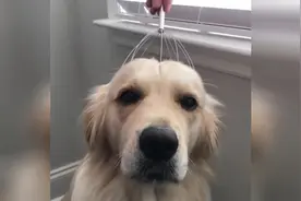 狗狗头部按摩仪新品上市！每天按一按，狗狗会变聪明视频封面