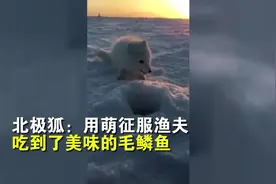 俄罗斯小狐狸偷鱼被渔夫教育 软磨硬泡用萌把鱼骗到嘴了视频封面