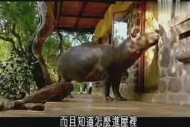 养只河马当宠物 会喝咖啡的河马你见过吗 蠢萌蠢萌的