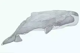 52赫兹人，在所有和孤独有关的故事里，我最喜欢它图片