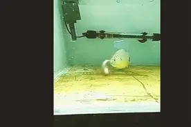 食人鱼遇上河豚，战斗太惨烈了视频封面