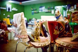 喵星人的一些趣事图片