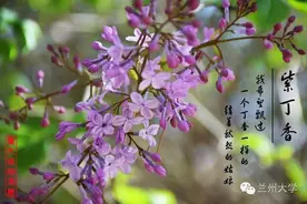 兰大植物周历紫丁香，不一定是紫色的！图片