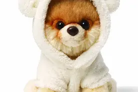 #本站首晒# 忧郁的大王 — LEOSCO 仿真毛绒白老虎图片