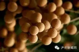 七仙女下凡泸州，明明在你身边你却不一定不知道图片