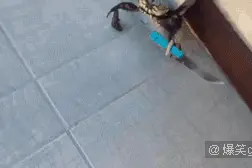 网红拿刀蟹加入魔兽？7.0猎人独享趣味玩具图片