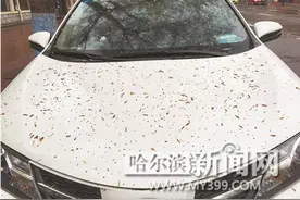 杨树上落下“车漆杀手” 提醒：杨树叶含树胶赶紧清洗图片