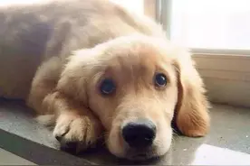 厦门铲屎官，宠物可以伴你坐飞机了，不用办托运！网友吵开了……图片