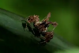 蜘蛛界的特种兵 倒挂捕猎利用骗术样样精通图片