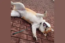 誓死不从的柴犬，说不走就是不走，能奈我何？图片