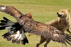 一头狼与猎鹰干上了 狼没办法被打的只能不停乱跳图片