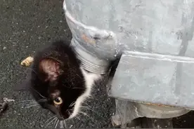 猫咪竟然卡在这个超奇特的地方，幸好被及时发现，可怎么救啊!图片