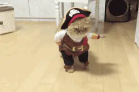 呆萌猫咪神演绎海盗船长！德普你快来看！有猫模仿你的脸~图片