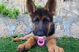 小德国牧羊犬竟跟小主人抢奶嘴，抢婴儿床，把自己当小宝宝萌死了图片