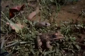 小眼镜蛇第一次打猎，大青蛙装死逃过一劫，可没走几步，意外发生图片