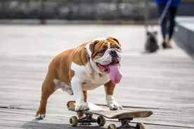 狗狗暴走玩滑板！狗狗实际行动证明运动细胞不输人类图片