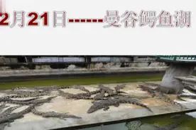 走进泰国——鳄鱼湖图片
