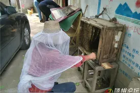 采割蜂糖喽！图片
