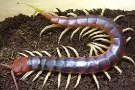 跟我识中药 | 通络止痛千足虫——蜈蚣图片