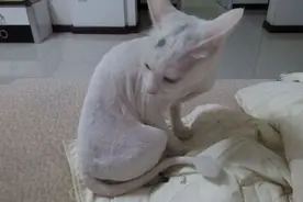 专题：剃毛！就是扒下了猫咪身上的老虎皮~图片