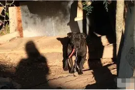 凶猛的比特犬惨遭圈禁10年，被解救感动落泪图片