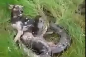 狗狗被巨蟒缠绕后，主人的举动让人瞪大了眼睛！图片