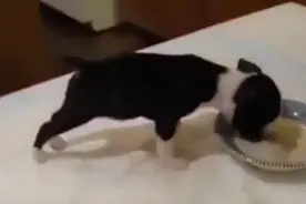 法国斗牛犬为了美食，吃的身体都失控啦！这才是真正的吃货本色！图片