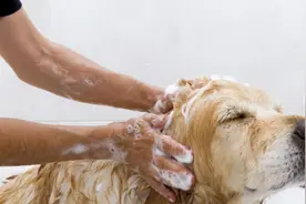 给狗狗洗澡用的沐浴露原来有这么多讲究呢，你都知道吗图片